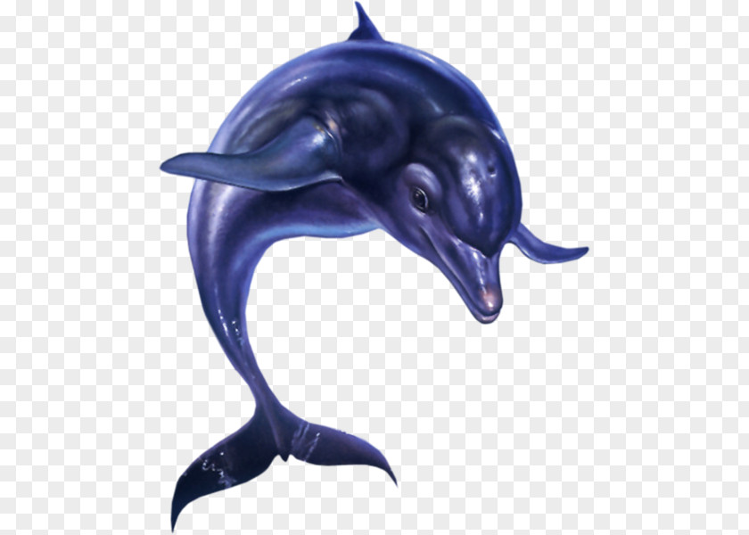 Dolphin Ecco The Dolphin: Defender Of Future Ecco: Tides Time Streets Rage 2 Sega 3D Classics Collection PNG