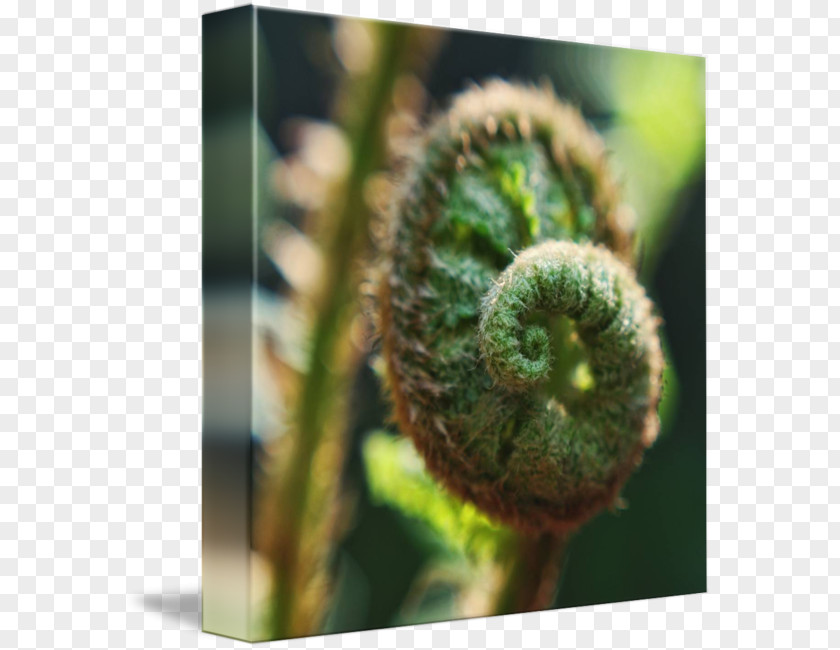 Fern Frame Vascular Plant Fiddlehead Stem Close-up PNG