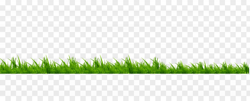 Grass Lawn Meadow Brand Green PNG