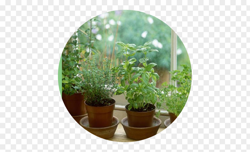 Plant Herb Growing Grow Light Medicinal Plants Garden PNG