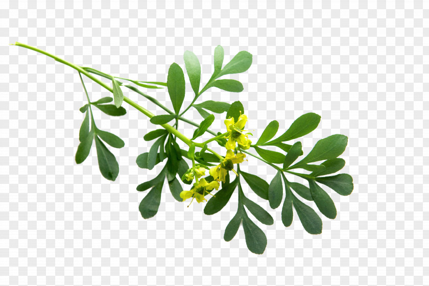 Plant Medicinal Plants Rue Leaf Branch PNG