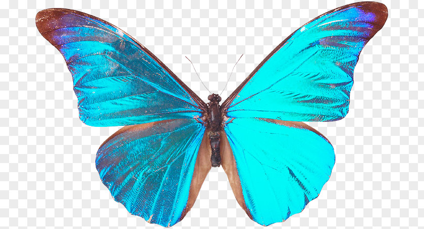 Butterfly Nymphalidae Insect Moth Blue PNG