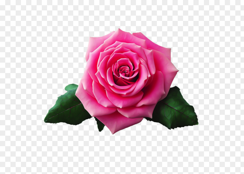 Flower Beach Rose Still Life: Pink Roses Garden PNG