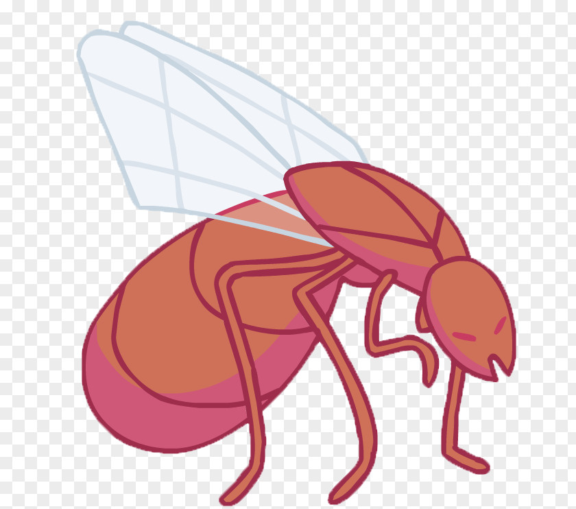 Insect Pollinator Clip Art PNG