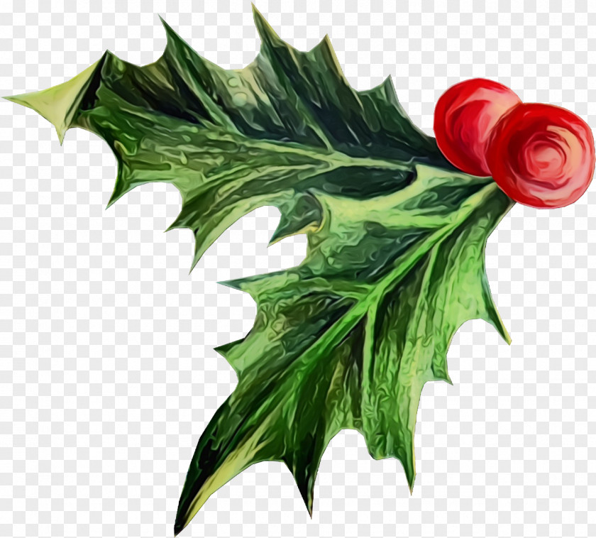 Ivy Anthurium Holly PNG