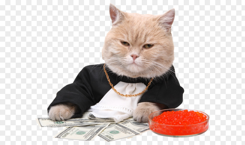 Kitten Stock Photography Cat Money PNG