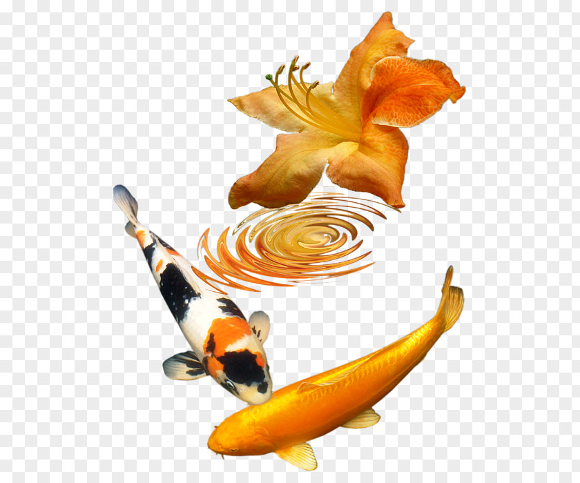 Koi Fish PNG