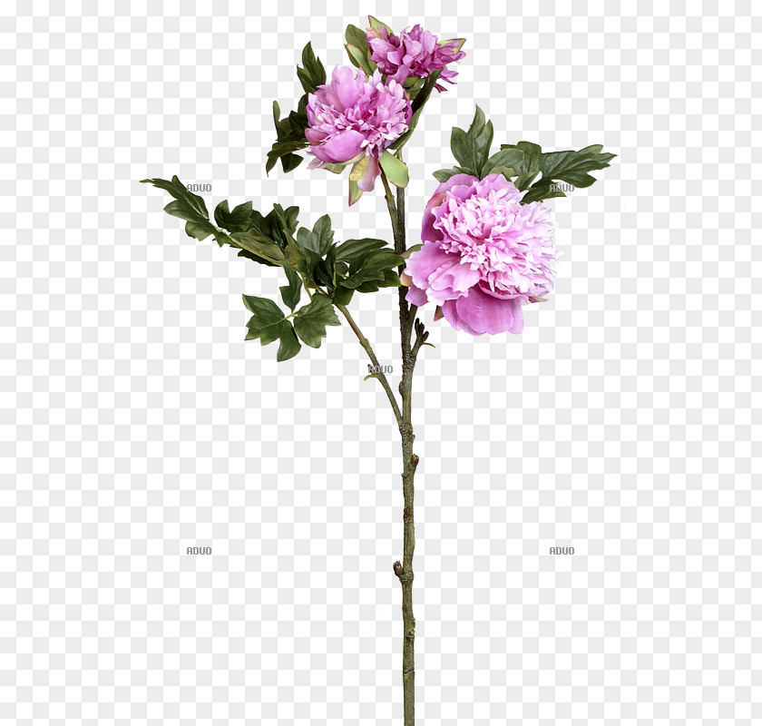 Rose Twig Cut Flowers Family Plant Stem Shrub PNG