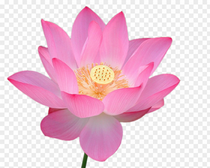 Lotus Nelumbo Nucifera Falun Gong Flower Word Search Buddhism PNG