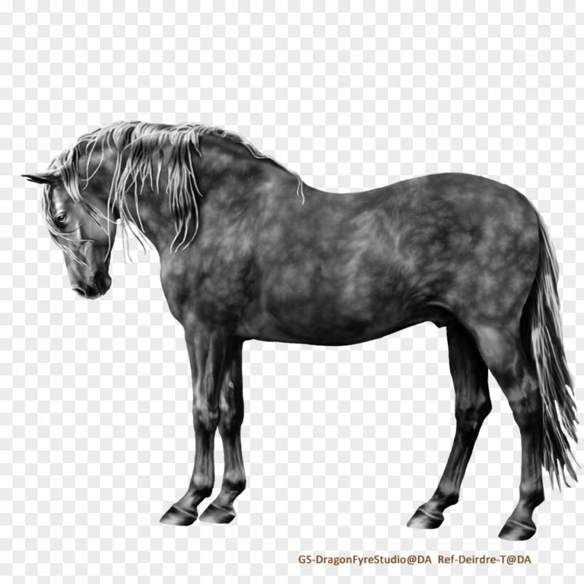 Mustang Andalusian Horse Mane Mare Stallion PNG