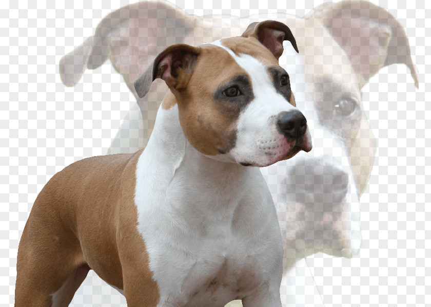 Amstaff American Staffordshire Terrier Pit Bull Dog Breed PNG