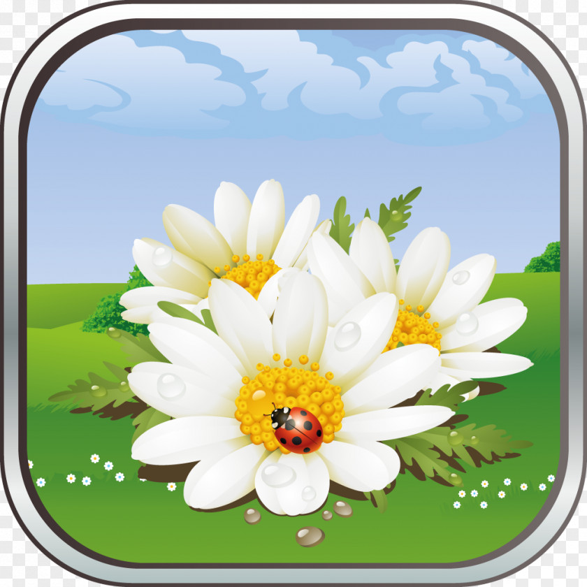 Chamomile Flower Desktop Wallpaper PNG