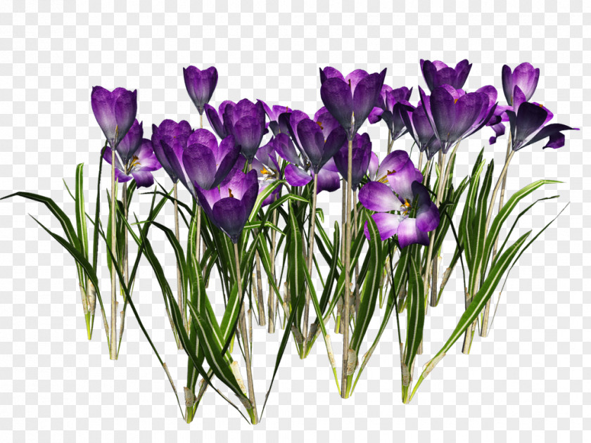 Crocus Free Download Vernus Clip Art PNG