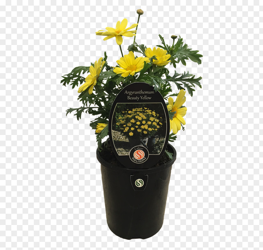 Flower Flowerpot PNG