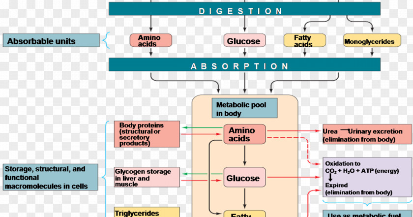 Pathway Nutrient Metabolism Carbohydrate Metabolic Fatty Acid PNG