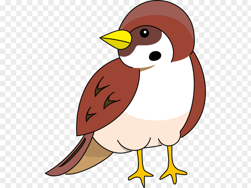 Sparrow Cliparts House Bird Clip Art PNG