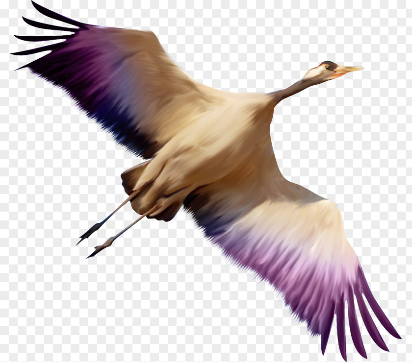 Bird Grus Clip Art PNG