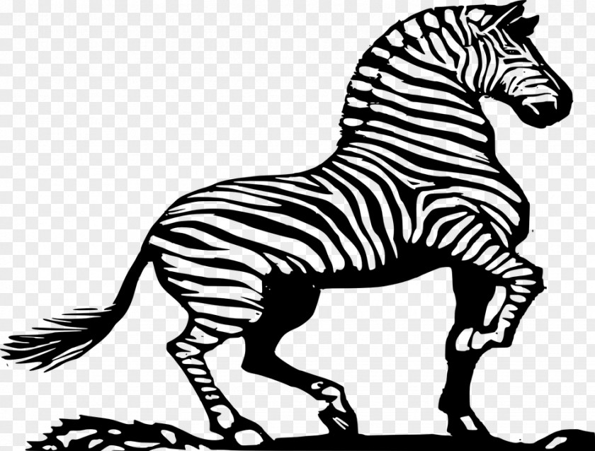 Cartoon Zebra Horse Drawing Clip Art PNG