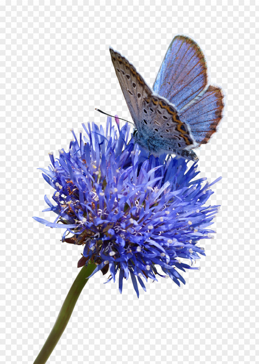 Curd Butterfly Stock Photography Flower Blue White PNG
