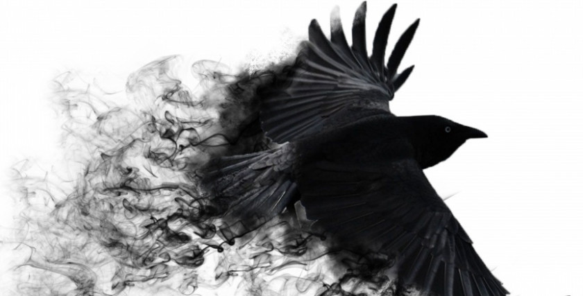 Flying Crow Common Raven Bird 4K Resolution Black And White Wallpaper PNG