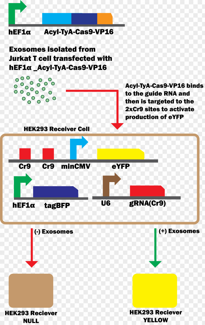 Guide Rna Exosome CRISPR Cas9 Herpes Simplex Virus Protein Vmw65 DNA PNG