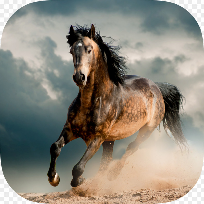 Horse Mustang Stallion Friesian Murgese Wild PNG