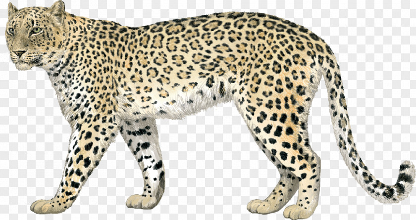 Leopard Cheetah Jaguar Whiskers Felidae PNG