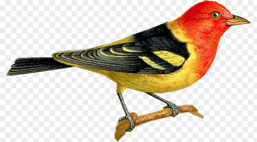 Tanagers Bird Nest Finches Western Tanager PNG