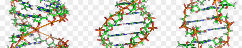 Dna Molecules Z-DNA A-DNA Nucleic Acid Double Helix Structure PNG