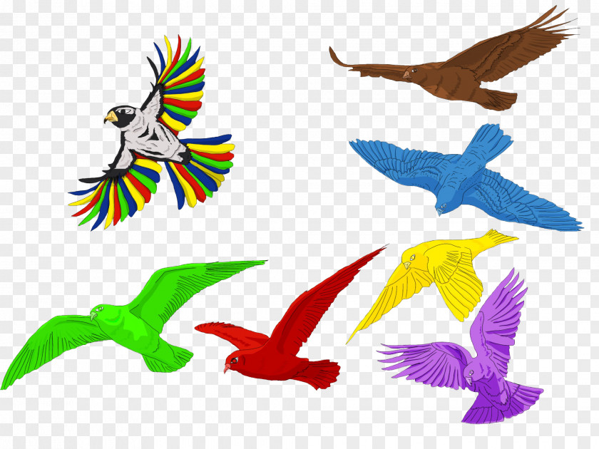 Feather Macaw Beak Wing Parakeet PNG
