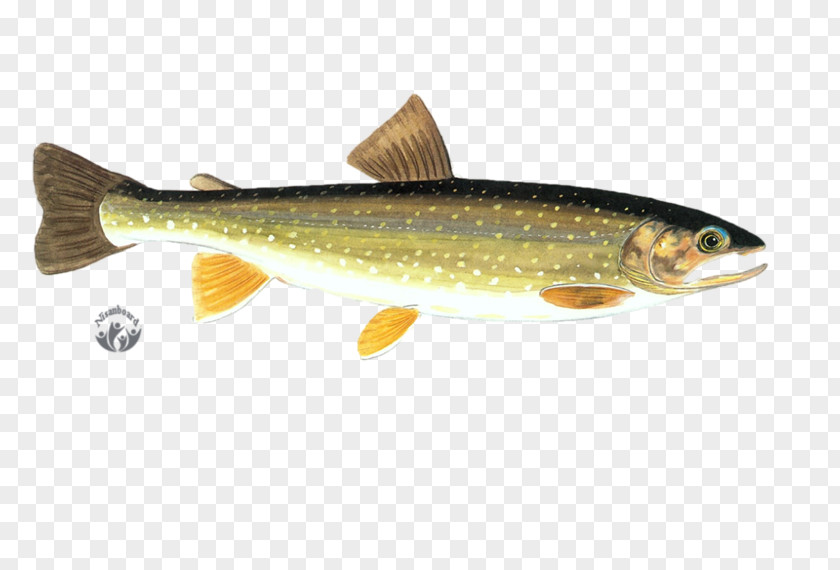 Fish Salmon Trout Sardine Desktop Wallpaper PNG