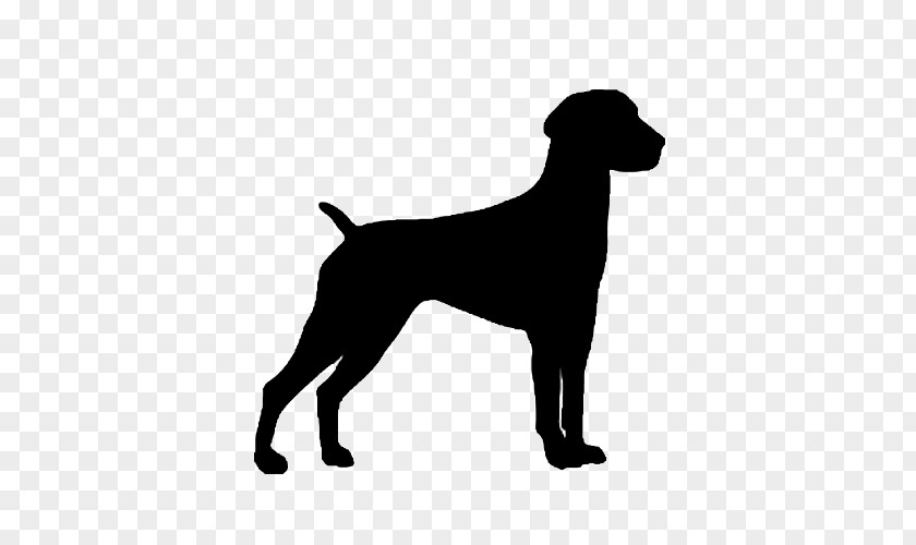German Shorthaired Pointer Wirehaired Spinone Italiano Pointing Griffon PNG