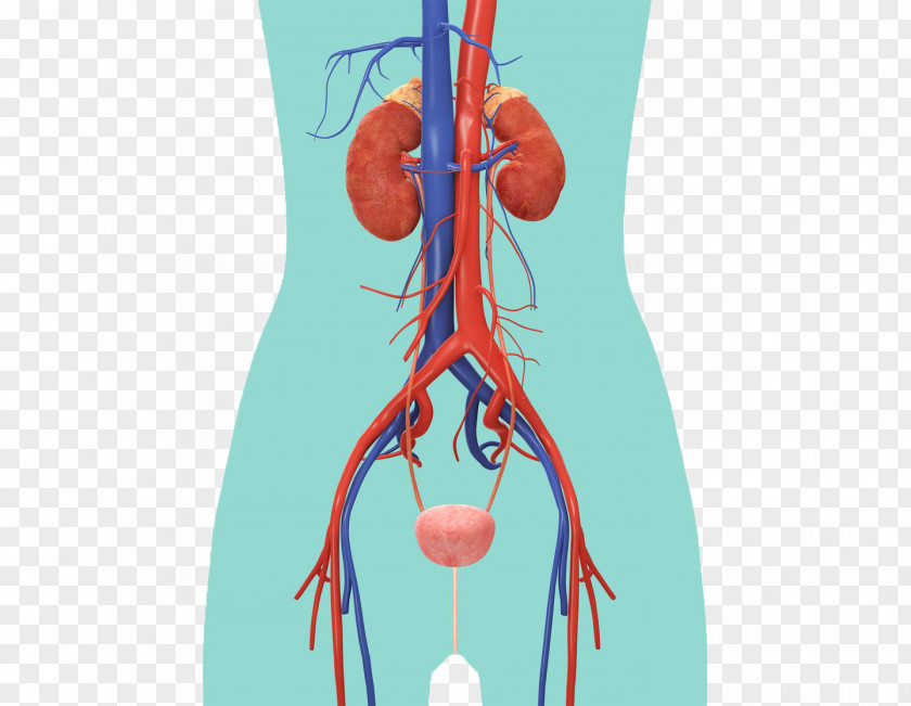 Kidney The Urinary System Excretory Anatomy Muscle PNG