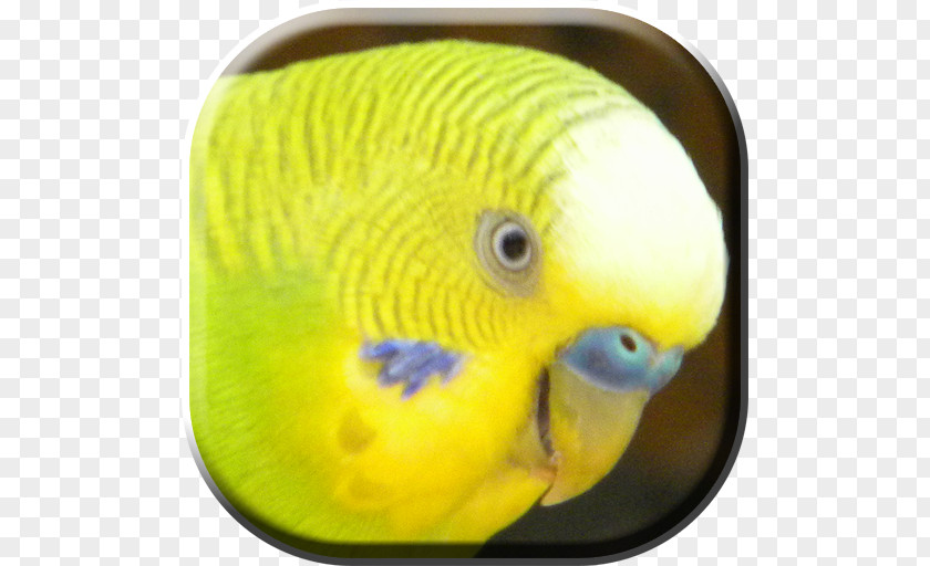 Lovebird Parakeet Pet Beak Animal PNG