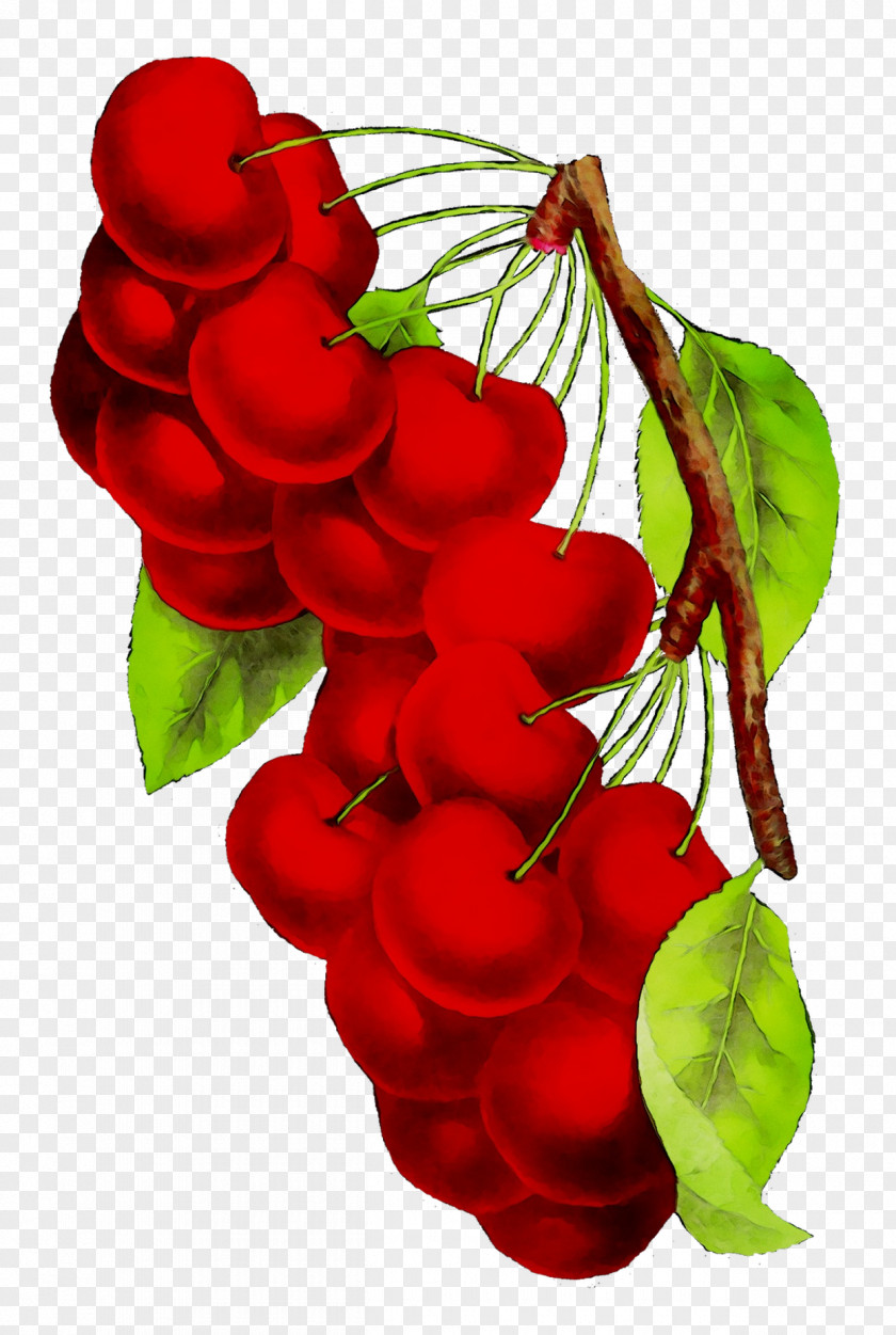 Rose Family Plant Stem Leaf Fruit PNG