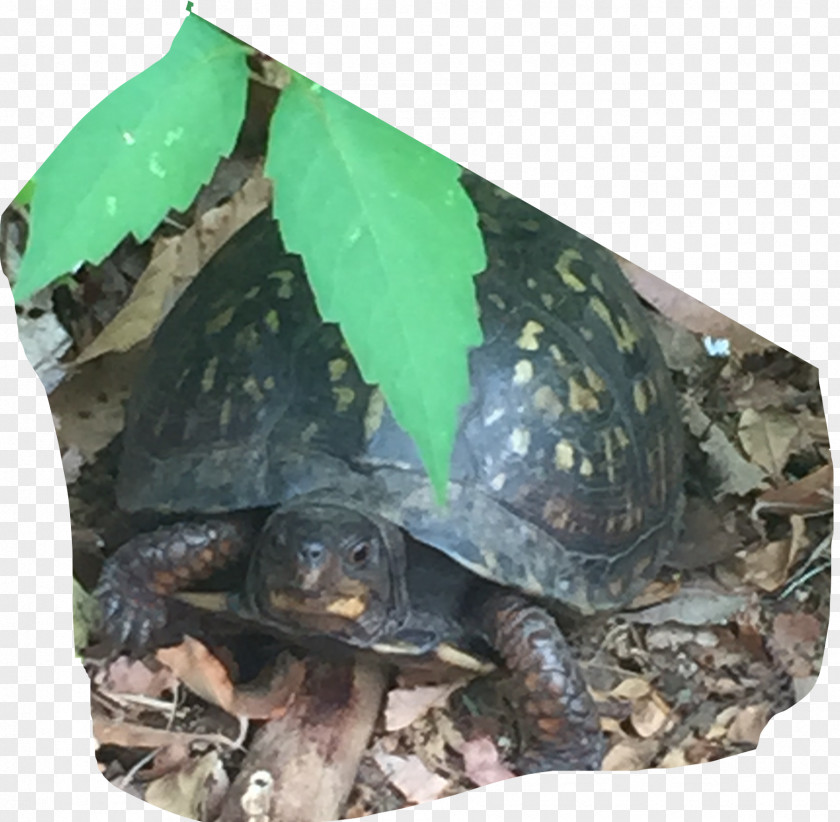 Turtle Box Turtles Common Snapping Tortoise Terrestrial Animal PNG