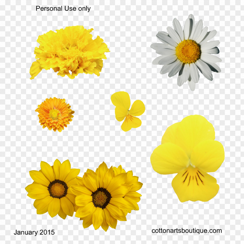 Yellow Flowers Cut Gossypium Herbaceum Cotton PNG