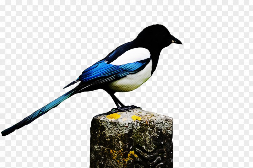 Bird Black Billed Magpie Eurasian Beak PNG