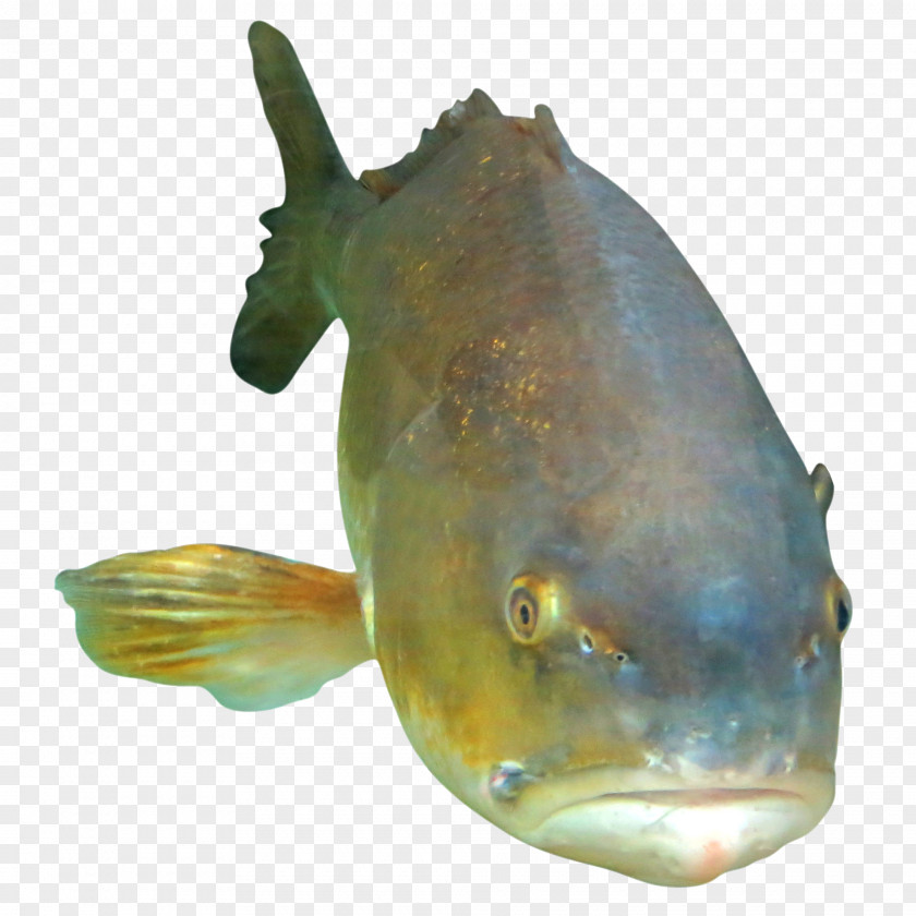 Fish Seafood Marine Biology Ocean Photography PNG