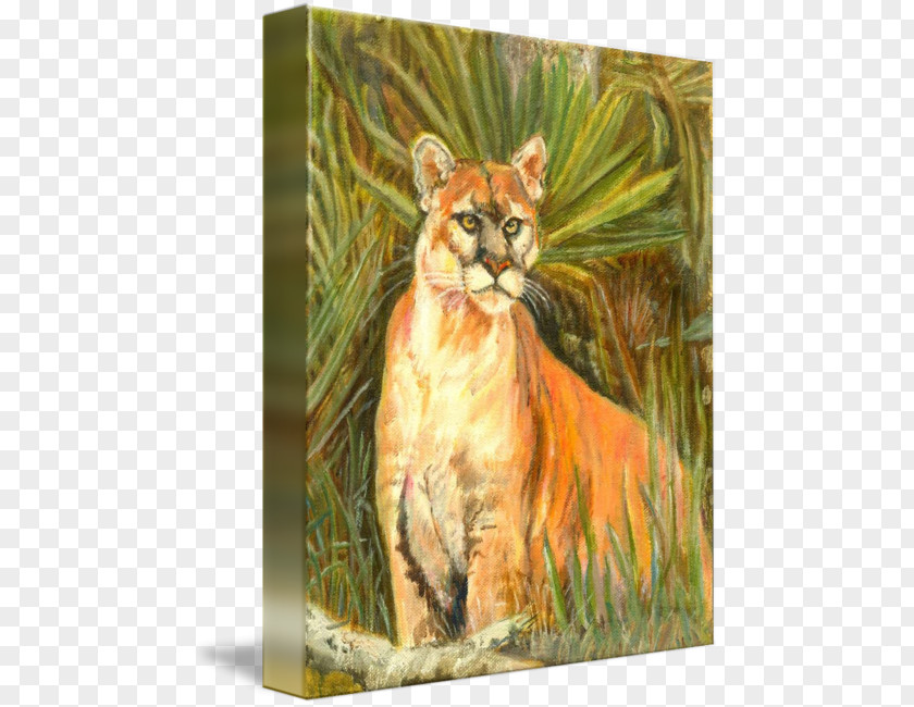 Florida Panther Cougar Tiger Whiskers Watercolor Painting Puma PNG