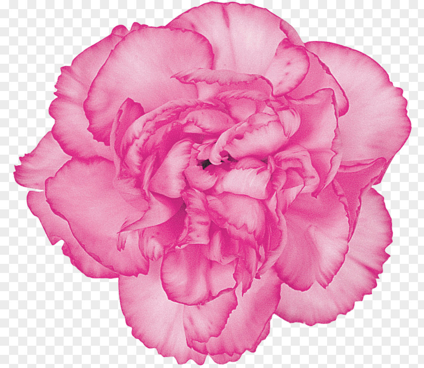 Flower Carnation Cut Flowers Centifolia Roses Petal PNG