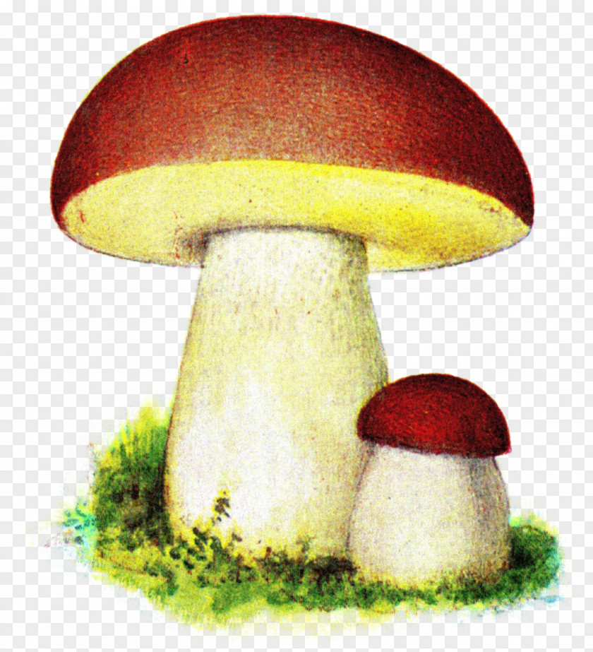 Mushroom Fungus Boletus Edulis Iduns Kokbok Pileus PNG