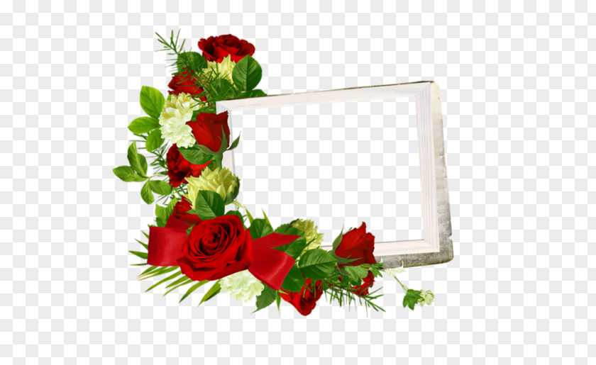 Rosas Vermelhas Garden Roses Picture Frames Paper PNG