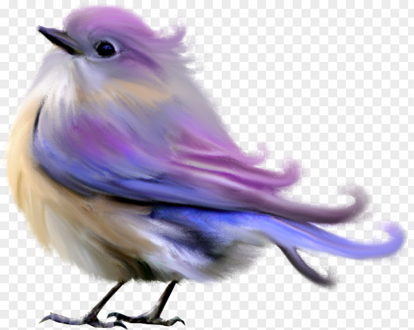 Sparrow Dark Bird Computer Software Clip Art PNG