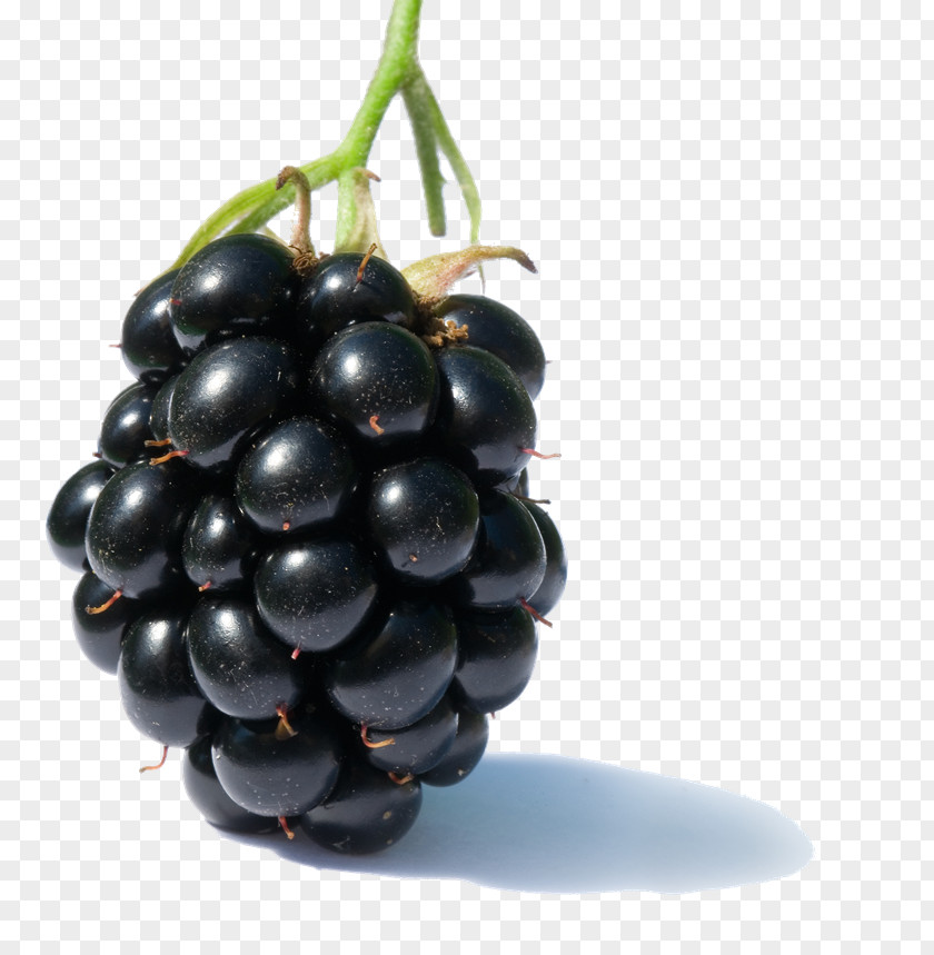 Blackberry Fruit Clipart Raspberry Clip Art PNG