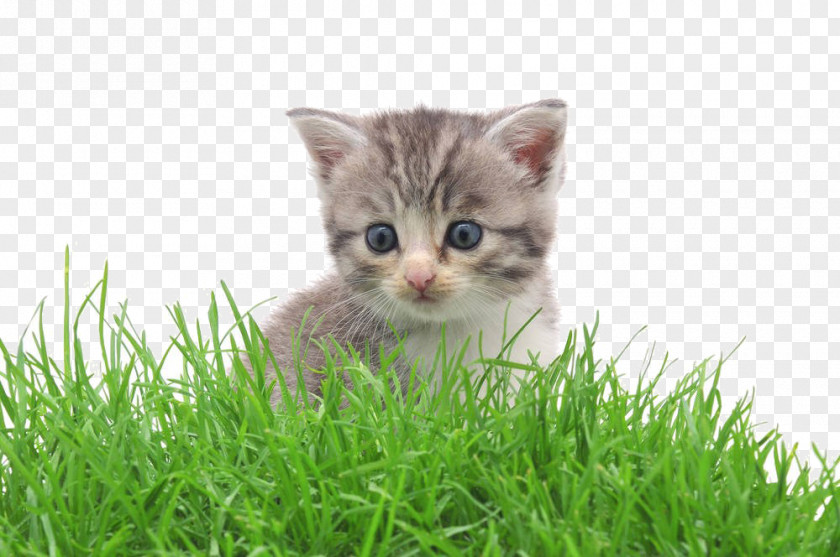 Cartoon Grass In The Kitten American Shorthair Munchkin Cat PNG