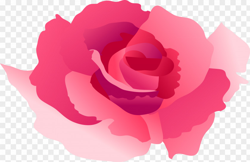 Garden Roses Cabbage Rose Petal Chinese Cuisine PNG