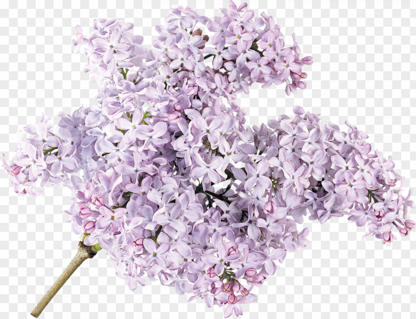 Lavender PNG