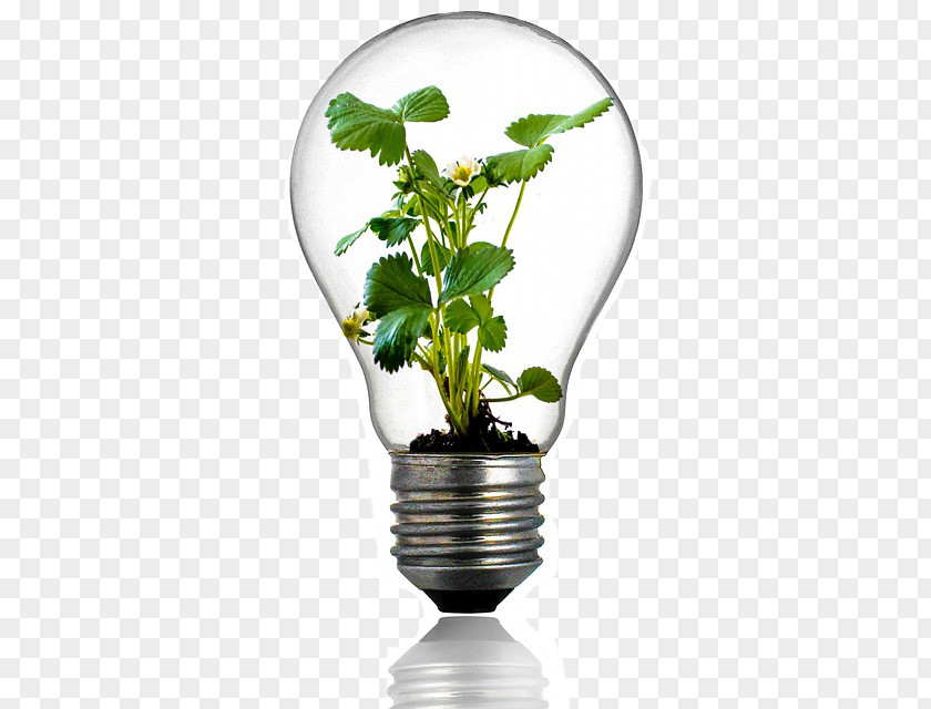 Light Grow Incandescent Bulb Plant Full-spectrum PNG