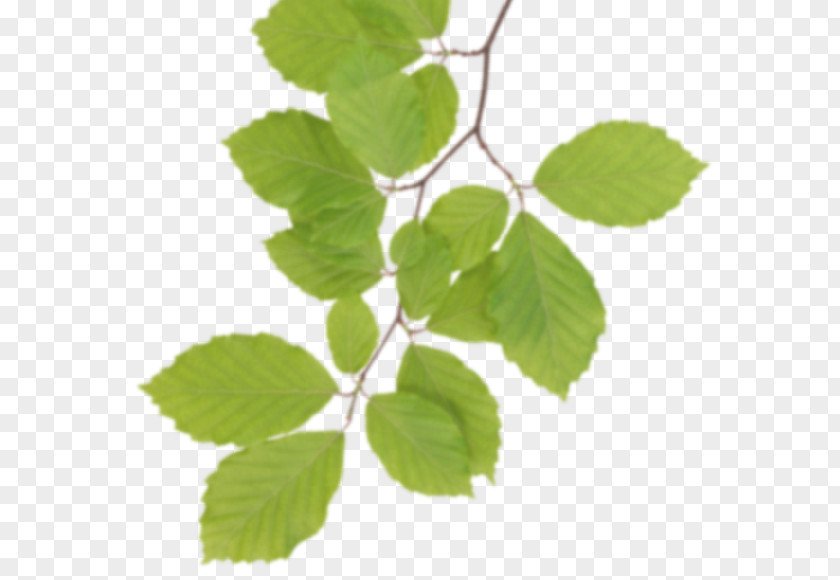 Real Leaves Clipart Leaf Clip Art PNG
